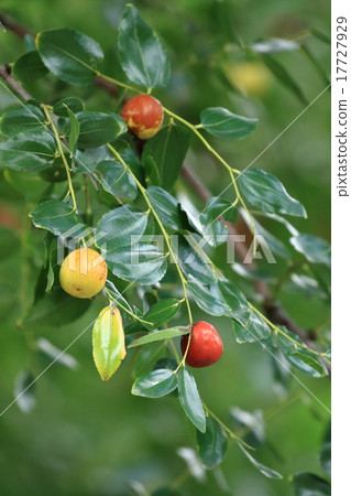 Natural plant jujube, flowers are not conspicuous, but in reality it becomes conspicuous as well as sweets and medicines ② 17727929