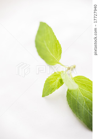 薄荷 17727940