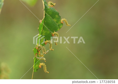 Living beings Insects are clown, larvae. It is a few millimeters of caterpillar but has a good appetite. 17728058