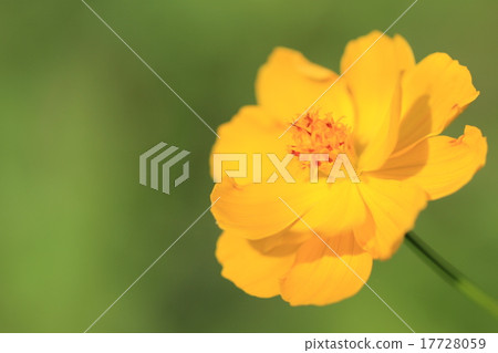 Marigold flower 17728059