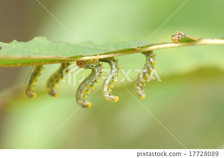 Living beings Insects are clown, larvae. When I am uncomfortable I swing around my body with this posture 17728089