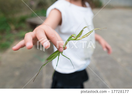孩子捕獲螳螂 孩子捕獲螳螂 17728177