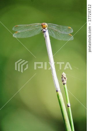 Dragonfly  17728712