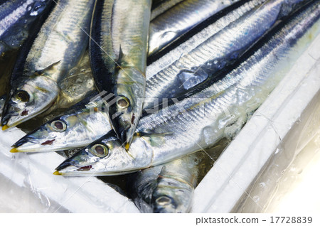 Fish Sanama Autumn sweet sanma Fish Sanama Autumn sweet sanma 17728839
