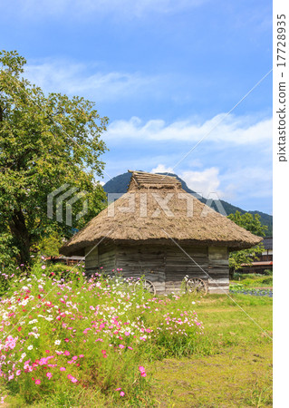 Cosmos and a cottage with a thatched roof Cosmos and a cottage with a thatched roof 17728935