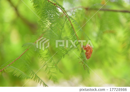 Cicada shell 17728986