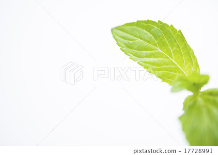 薄荷 17728991