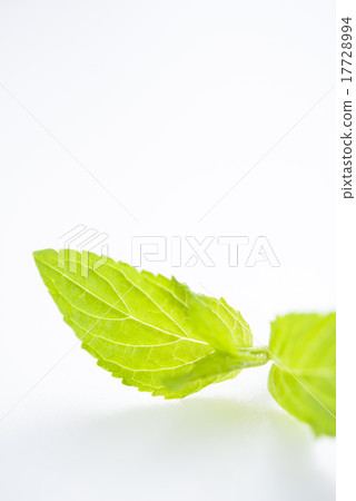 peppermint peppermint 17728994