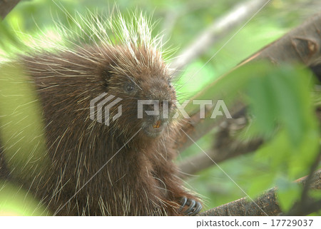 porcupine porcupine 17729037