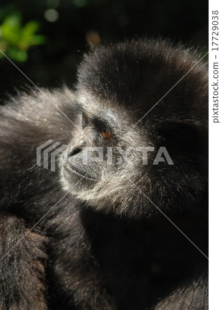 Gibbons Gibbons 17729038