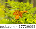 Yellow maple leaf on the fern 17729093