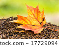 Yellow maple leaf on the anthill 17729094