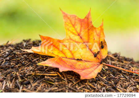 Yellow maple leaf on the anthill Yellow maple leaf on the anthill 17729094