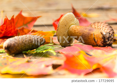 Mushroom, fir cones, autumn leaves of maple Mushroom, fir cones, autumn leaves of maple 17729095