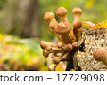 Mushrooms in the autumn forest 17729098