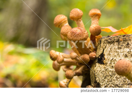 Mushrooms in the autumn forest Mushrooms in the autumn forest 17729098