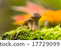 Mushrooms in the autumn forest 17729099