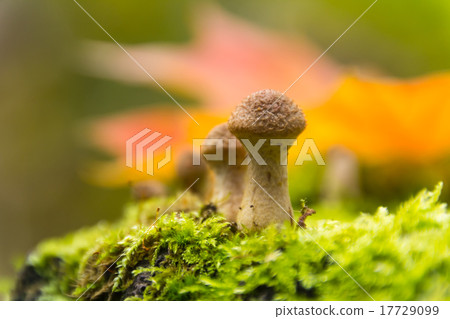 Mushrooms in the autumn forest Mushrooms in the autumn forest 17729099