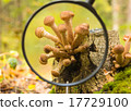 Mushrooms in the autumn forest 17729100
