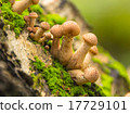 Mushrooms in the autumn forest 17729101