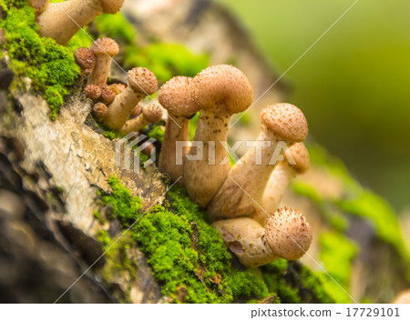 Mushrooms in the autumn forest Mushrooms in the autumn forest 17729101