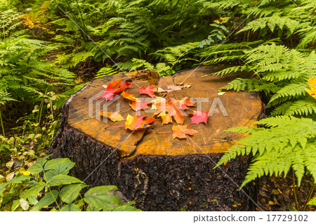 Autumn leaves of maple on stamp Autumn leaves of maple on stamp 17729102