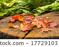 Autumn leaves of maple on stamp 17729103