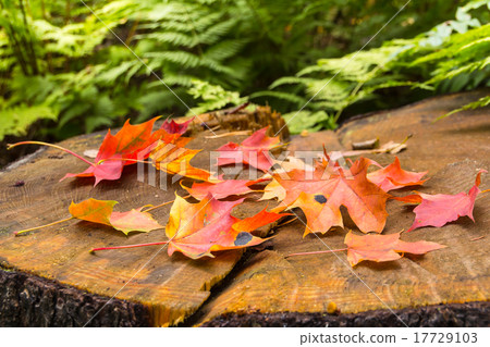 Autumn leaves of maple on stamp Autumn leaves of maple on stamp 17729103