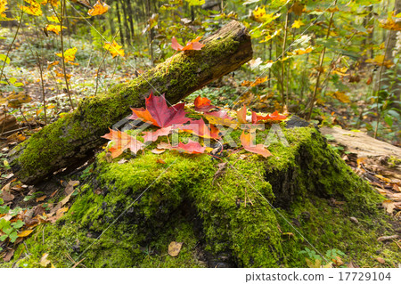 Autumn leaves of maple on stamp Autumn leaves of maple on stamp 17729104
