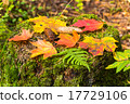 Autumn leaves of maple on stamp 17729106