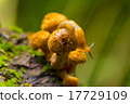 Snail on mushrooms on a stump in the autumn forest 17729109