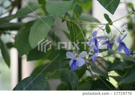 Crelendendrum Ugandense Crelendendrum Ugandense 17729770