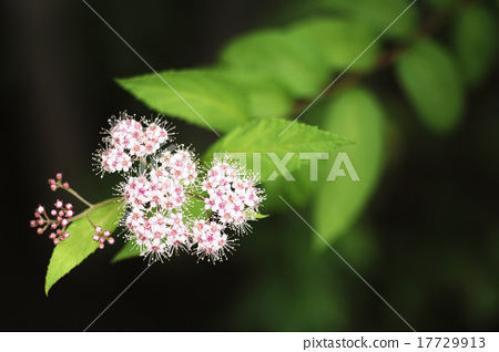 Shimotsuke Shimano薔薇科粉紅色的花綠色落葉灌木日本本土的園藝品種 照片素材 圖片 圖庫