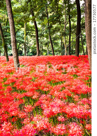 Pearl red in a drawstring 17730577