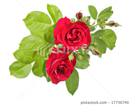 Flowers isolated on white Flowers isolated on white 17730740