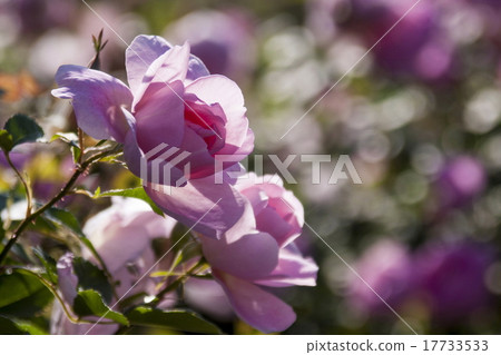 Rose of pink Rose of pink 17733533