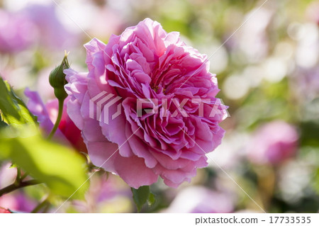 Rose of pink Rose of pink 17733535