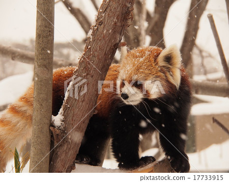 Maruyama Zoo Lesser Panda 17733915