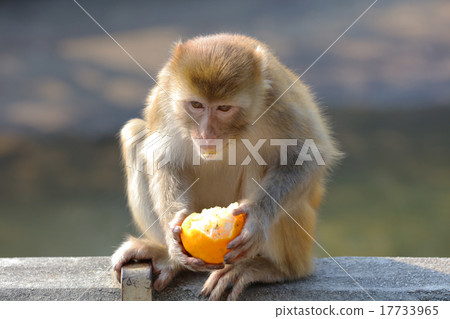 monkey in Kam Shan Country Park, hk monkey in Kam Shan Country Park, hk 17733965