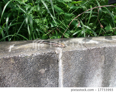 Japanese lizard Japanese lizard 17733993