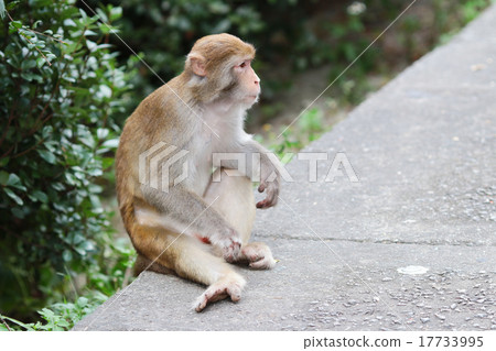 monkey in Kam Shan Country Park, Kowloon monkey in Kam Shan Country Park, Kowloon 17733995