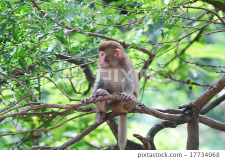 Monkey at golden hill, hong kong Monkey at golden hill, hong kong 17734068