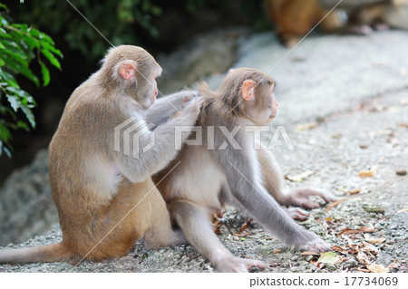 Monkey at golden hill, hong kong Monkey at golden hill, hong kong 17734069