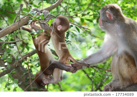 baby monkey at golden hill, hong kong 17734089