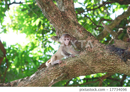 baby monkey at golden hill, hong kong baby monkey at golden hill, hong kong 17734096