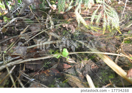 Tree frog Tree frog 17734288