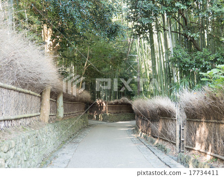Small diameter of bamboo grove 17734411