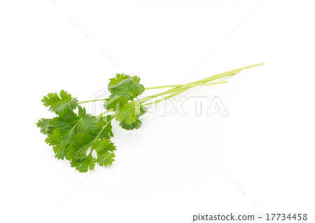 香菜 17734458