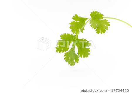 香菜 17734460