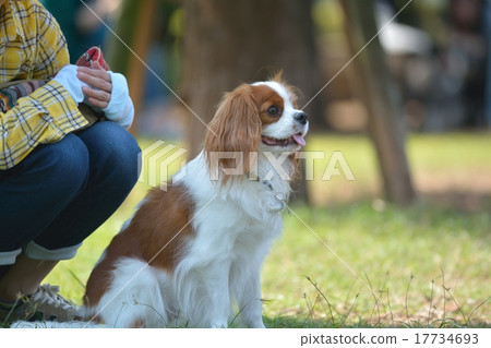 與騎士互動的女人 17734693